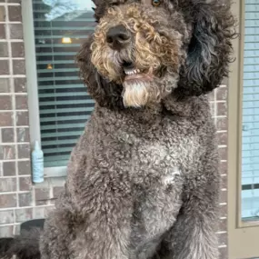 Brushing Tool For Curly Dogs