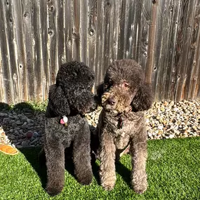 Two Doodle Dogs After De-Shedding Brush Has Been Used