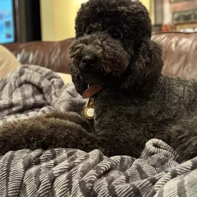 Dog Grooming Comb For Curly Hair