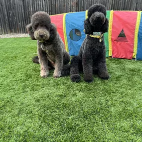 Two Doodles After Dog Brush For Poodles Was Used