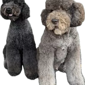 Poodle Mix Brush-Min | Doodle Me This Kingston And Hamilton Company