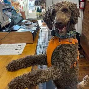 Bild von Tennessee Tails Pet Boutique