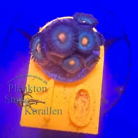 Bild von Plankton Stube