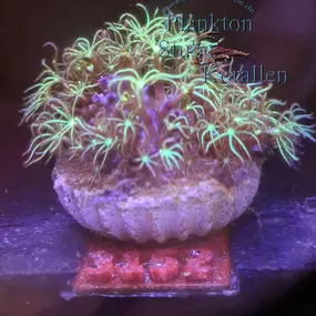 Bild von Plankton Stube | Korallen | Korallenfarm | Meerwasserfische | Meerwasseraquaristik |Wirbellose