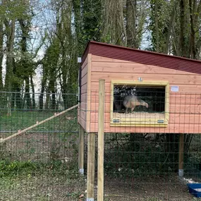 Bild von Poule à Dom ECO VERTU SOLUTIONS