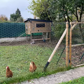 Bild von Poule à Dom ECO VERTU SOLUTIONS