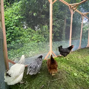 Bild von Poule à Dom ECO VERTU SOLUTIONS