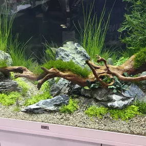 Bild von HG-AQUARISTIK