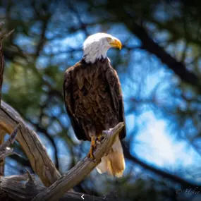 You're sure to see wildlife when staying at Northwoods Cabins, from Abert's Squirrels to Deer to maybe even a beautiful Bald Eagle!