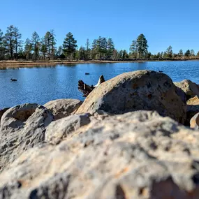 Just a 15 minute walk along the trail accessible from Northwoods Cabins will bring you to the 'crown jewel' of Pinetop, known as Woodland Lake Park.