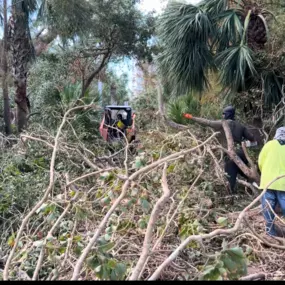 Tree Removal