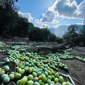 Bild von Aceite de Oliva Virgen Extra Bárbaro