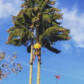 Bild von Heusinger Baum- & Grünpflege