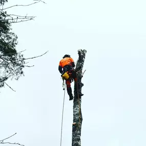 Bild von Heusinger Baum- & Grünpflege