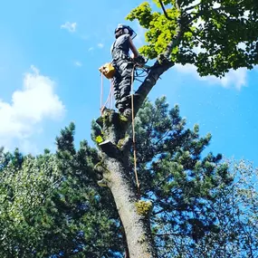 Bild von Heusinger Baum- & Grünpflege