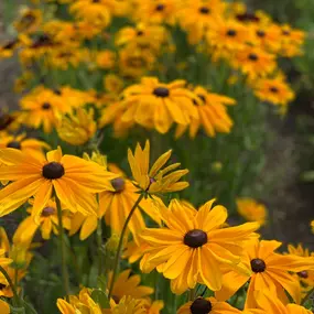 Bild von Laurel Canyon Farm