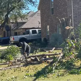 Image of tree removal services in Shady Shores, TX