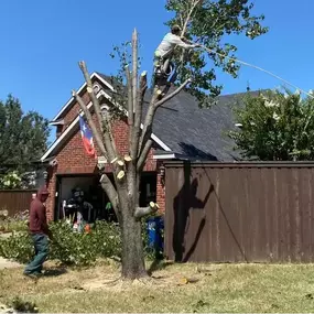 Image of tree trimming services in Shady Shores, TX