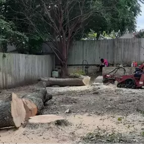 Image of stump removal in Shady Shores, TX