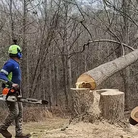 Image of tree removal services catering St. Mary's County, Charles County, and Calvert County, MD