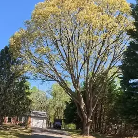 Image of Tree Pruning services catering St. Mary's County, Charles County, and Calvert County, MD