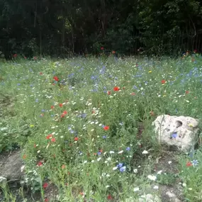 Bild von Sunflower Landscapes