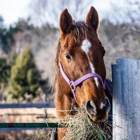 Bild von The Straw Barn