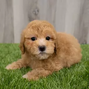 Bild von Select A Puppy, Inc.