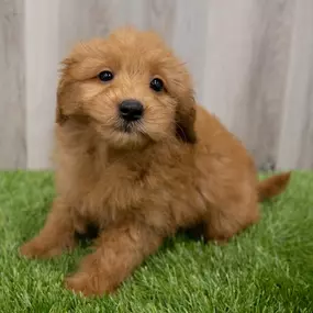 Bild von Select A Puppy, Inc.