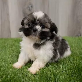 Bild von Select A Puppy, Inc.