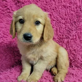 Bild von Select A Puppy, Inc.