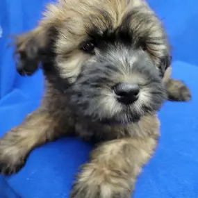 Bild von Select A Puppy, Inc.