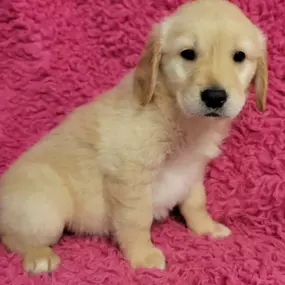 Bild von Select A Puppy, Inc.