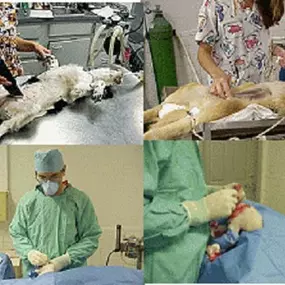 Bild von Gateway Animal Hospital