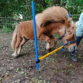 Bild von Marianne's Reiten