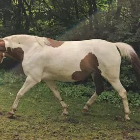 Bild von Marianne's Reiten