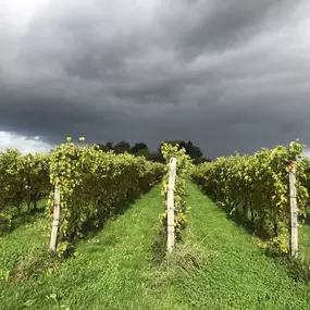 Bild von Landgoed Heenwerf - Heenwerf Winery BV