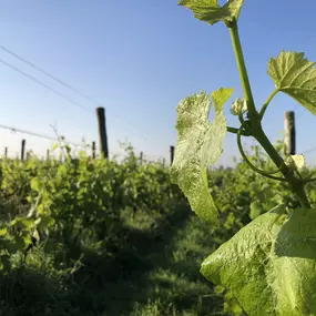 Bild von Landgoed Heenwerf - Heenwerf Winery BV