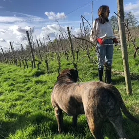 Bild von Landgoed Heenwerf - Heenwerf Winery BV