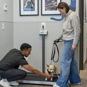 Bild von Livewell Animal Hospital of Chevy Chase