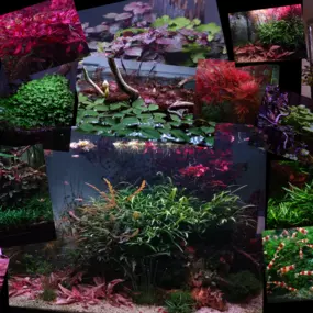 Bild von C&P Aquaplants