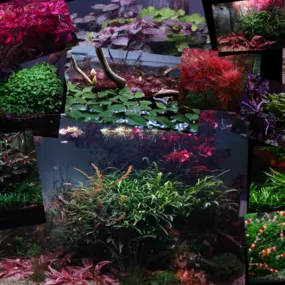 Bild von C&P Aquaplants