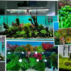 Bild von C&P Aquaplants