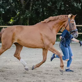 Bild von Sportpferdezucht Lorenz GbR