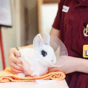 Bild von Tierarzt Möhnle Kehl, Fachtierärztliches Zentrum für Kleintiere Kehl-Hanauerland