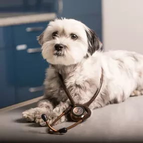 Bild von Tierarzt Wilmering Neuss, Kleintierpraxis Kaarster Straße