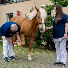 Bild von Tierarzt Oberscheid Pliezhausen, Tierärztliche Praxis am Schönbuch