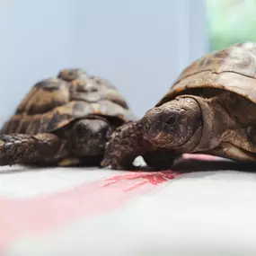 Bild von Tierarzt Pliezhausen, Tierärztliche Praxis am Schönbuch