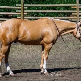 Bild von Peak Versatility Horses