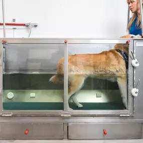Bild von Tierphysiotherapie Berlin, Physiotherapie für Hunde und Katzen Uwe Lenk